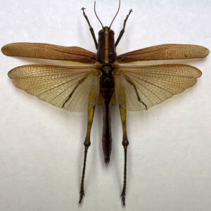 Grasshopper