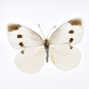 white butterfly