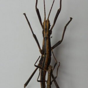 Aniaomopha buprestoides - Pair