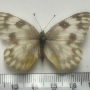 Artogeia rapae