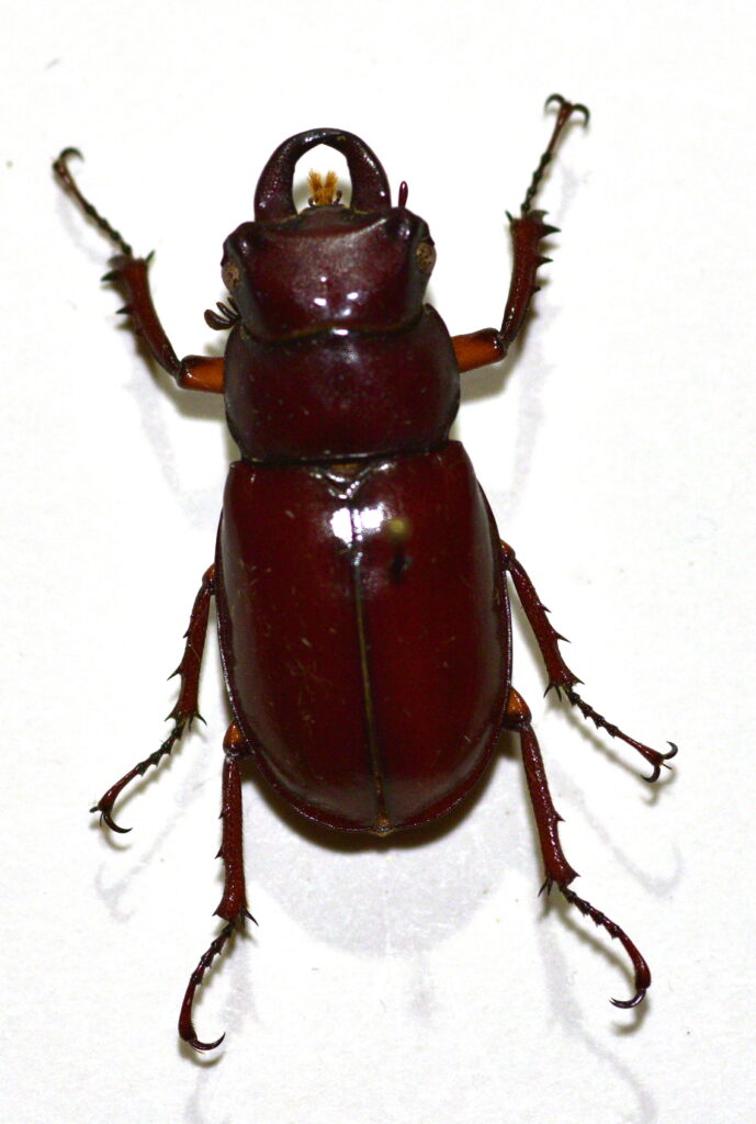 Pseudolucanus capreolus (Female) – BugMania