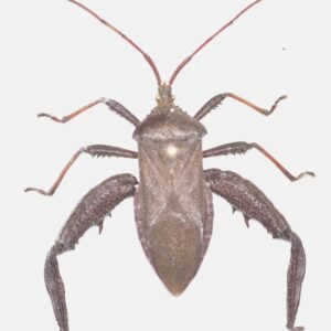 Acanthocephala terminalis