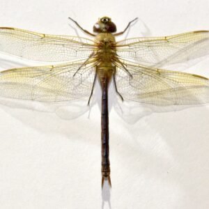Anaxjunius junius (Male)