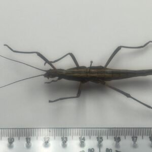 Aniaomopha buprestoides-(1 Short Leg)