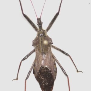 Arilus cristatuis