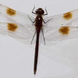Brachymesia gravida-1