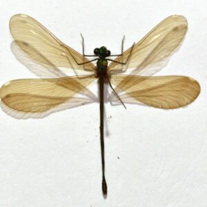 Calopteryx maculata (Female)