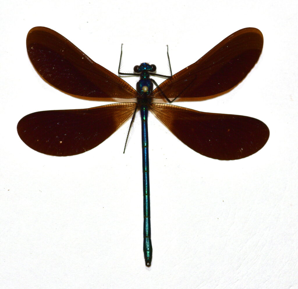 Calopteryx maculata (Male) – BugMania