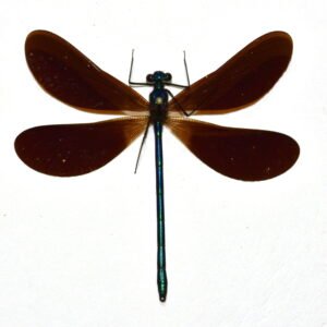 Calopteryx maculata (Male)