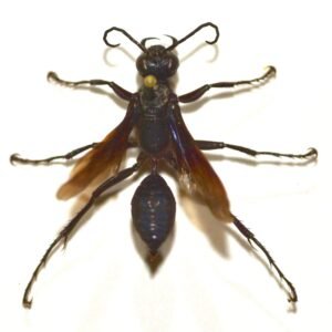 Chlorion aerarium
