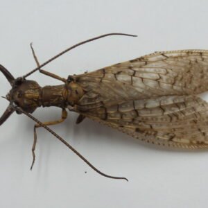Corydalus cornutus (Male)