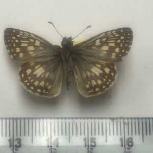 Pyrgus oileus
