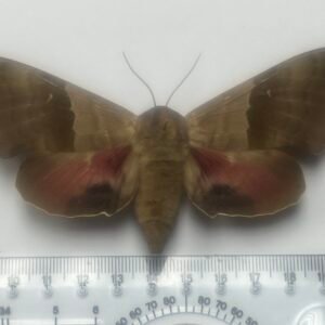 Pachysphinx modesta