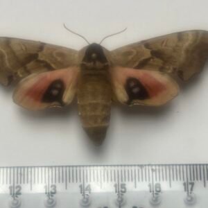 Smerinthus jamaicensis  (Female)