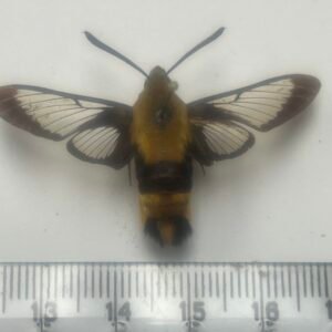 Hermaris diffinis