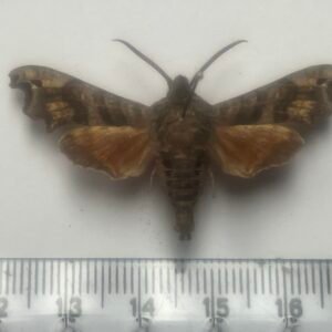Deidamia inscriptum