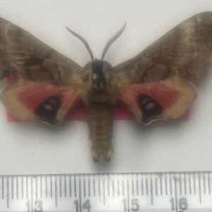 Smerinthus jamaicensis  (Male)