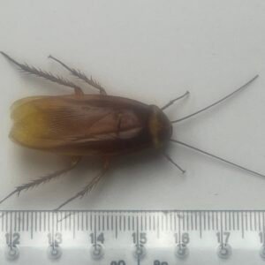 Parcoblatta americana