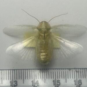 Panchlora nivea