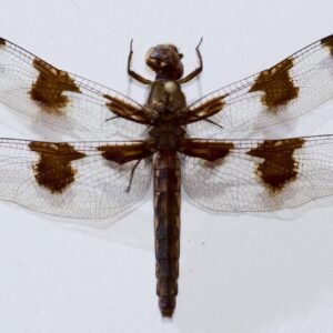 Libelula lydia  (Female)