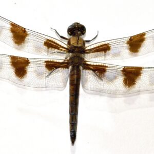Libelula pulchella