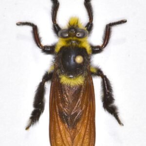 Mallophora bonboides