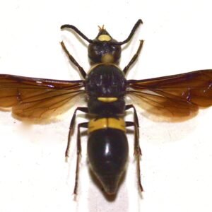 Monobia quadridens