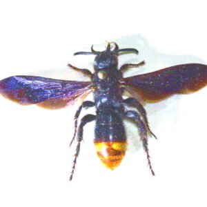 Scolia dubia