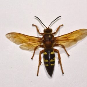 Sphecius speciosus (Female)