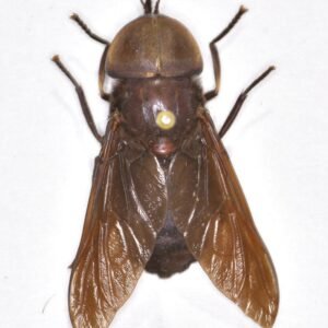 Tabanus atratus