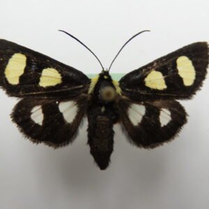 Alyplia octomculata