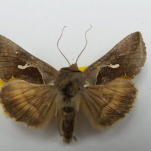 Autographa simplex