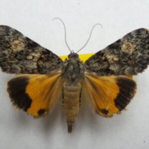 Catocala linella