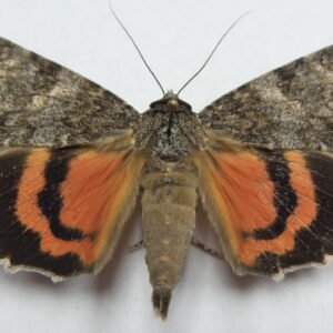 Catocala meskei