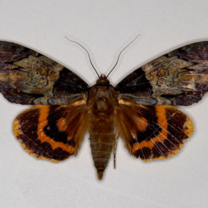Catocala nebulosa