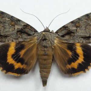 Catocala neogama
