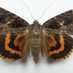 Catocala platrix