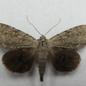 Catocala residua
