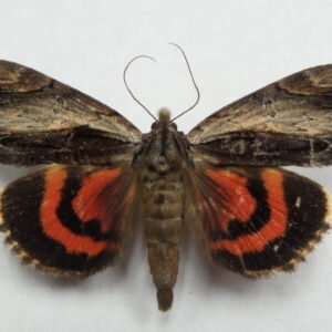 Catocala ultronia