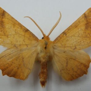 Ennomos magnarius (Female)