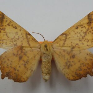 Ennomos magnarius (Male)