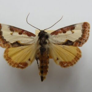 Eudryas grata