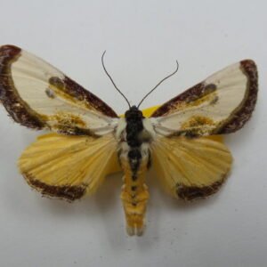 Eudryas unio