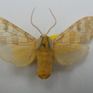 Halysidota cinctipes