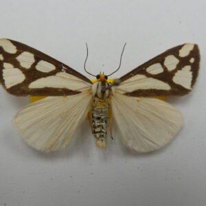 Haploa millitaris