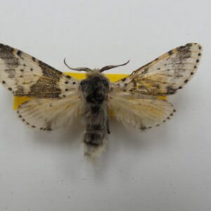 Harpyia borealis (Male)