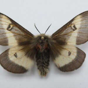 Hemileuca nevadensis (Female)