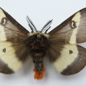 Hemileuca nevadensis (Male)