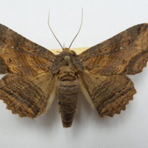 Homoptera lunate (Male-1)