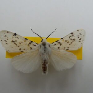 Hyphantria cunea (Male)
